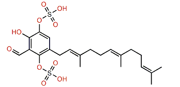 Siphonodictyal E3